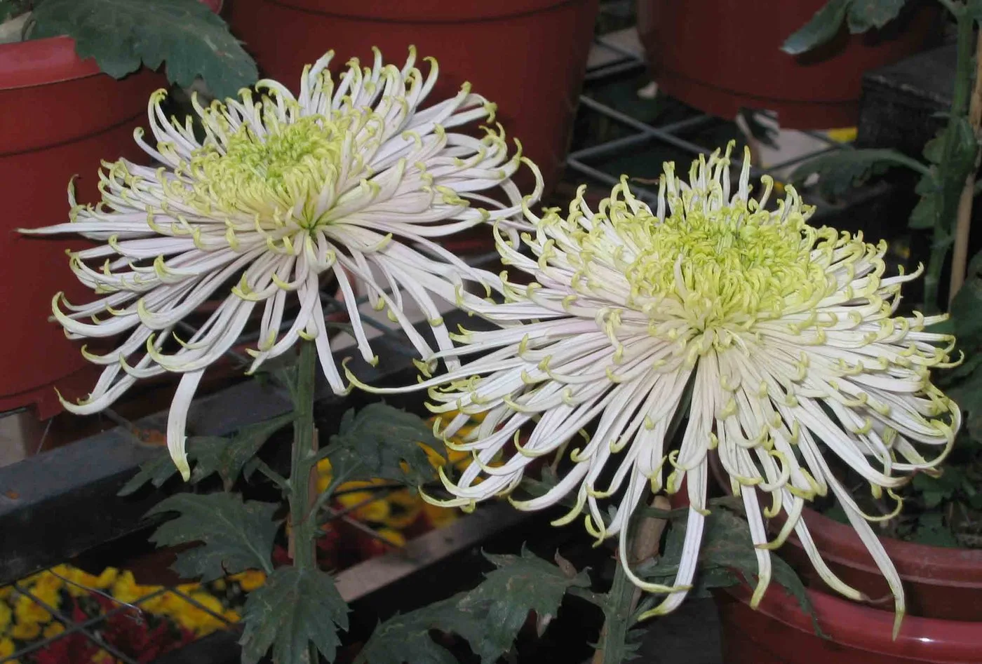 Chrysanthemum flowers, the traditional emblem of the Double Ninth Festival