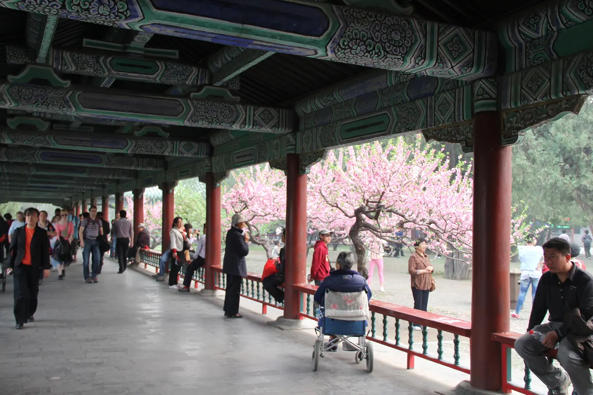 Cherry blossoms blooming at the Temple of Heaven in Beijing in March