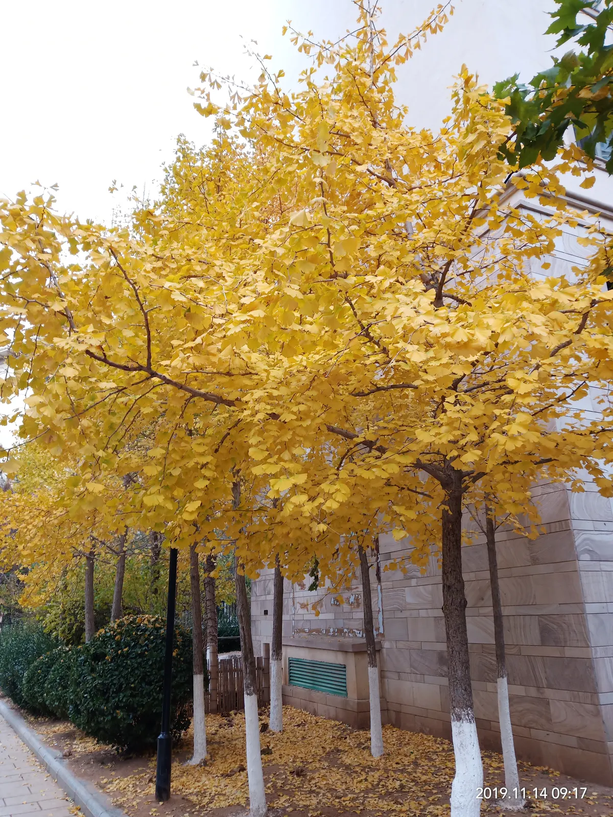 Golden ginkgo tree in full autumn color in November